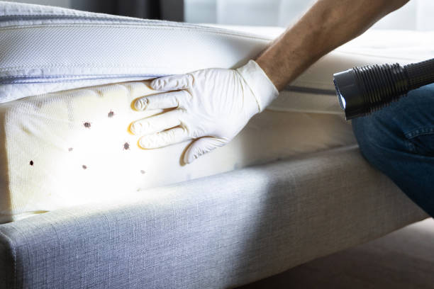 Best Emergency Pest Control  in Baytown, TX